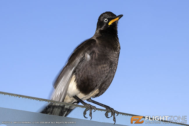 Pied Starling Lanseria Airport FALA Bird