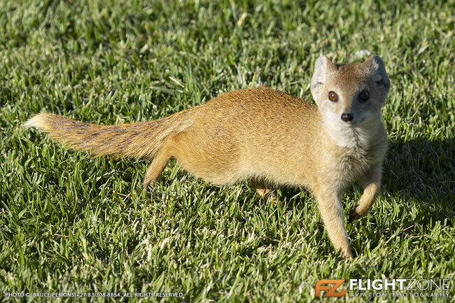 Yellow Mongoose Krugersdorp Airfield FAKR .