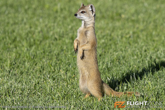 Yellow Mongoose Krugersdorp Airfield FAKR