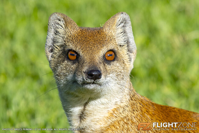 Yellow Mongoose Krugersdorp Airfield FAKR