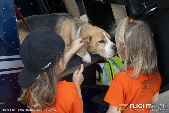Pablo The Beagle at Rand Airport FAGM