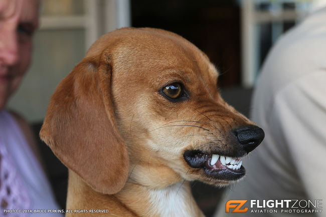 Bling the Sausage Dog at Panorama Airfield