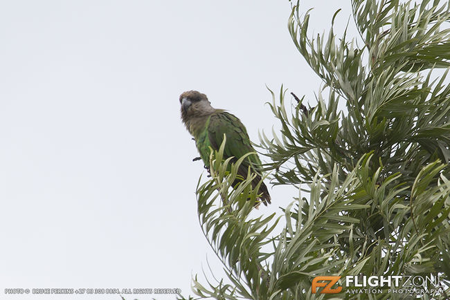Brown Headed Parrot in my garden