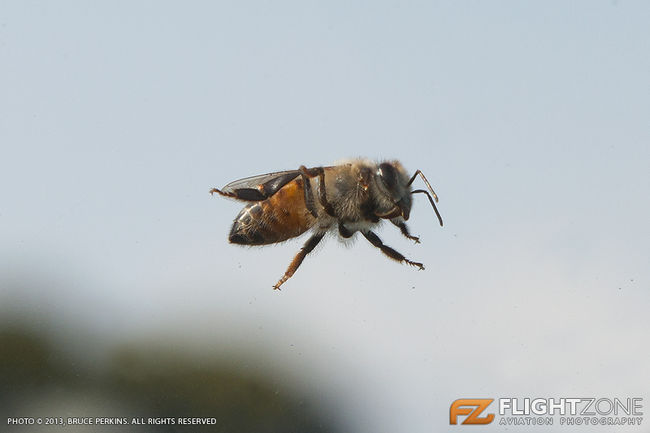 Bee at Rand