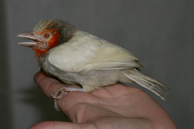 Barbet Bird