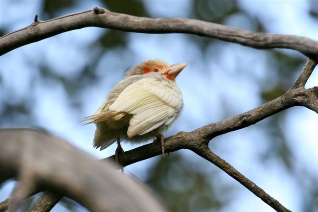 Barbet