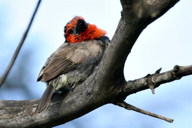 Barbet Bird