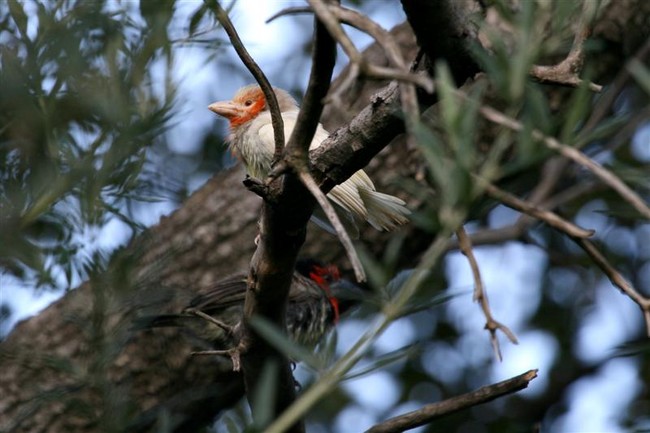 Barbet