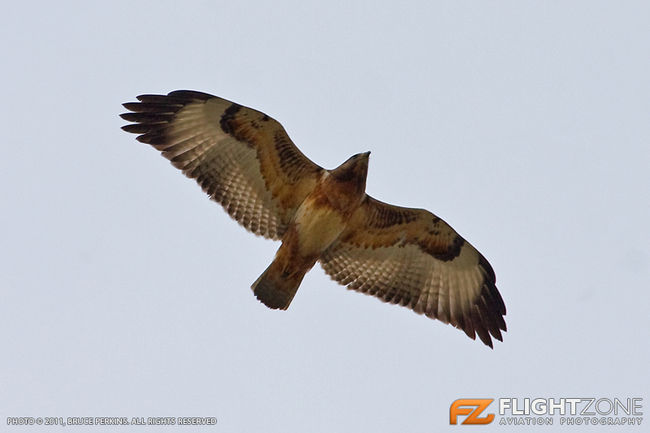 Steppe Buzzard