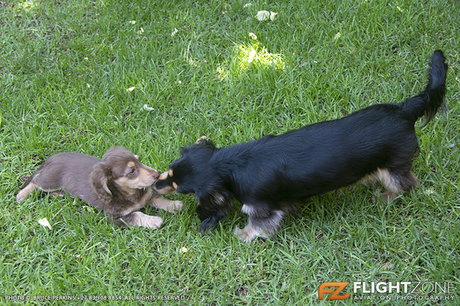 Long Haired Chocolate and Cream Dachshund Puppy and cream and black Dachshu