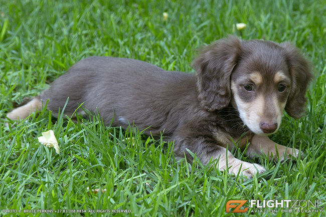 Long Haired Chocolate and Cream Dachshund Puppy