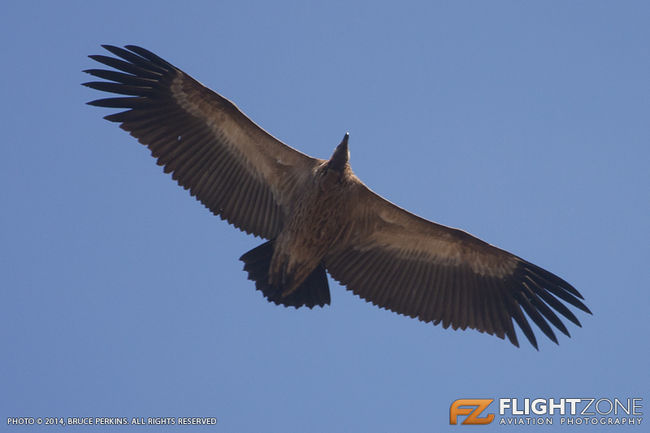 Vulture at Ladysmith Airfield FALY