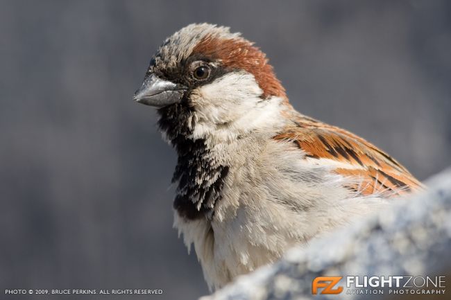 Bird Sparrow Rand Airport FAGM
