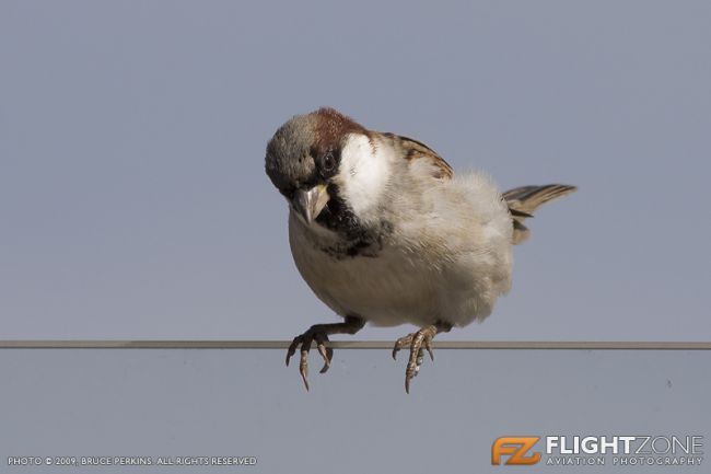 Sparrow Bird FAGM