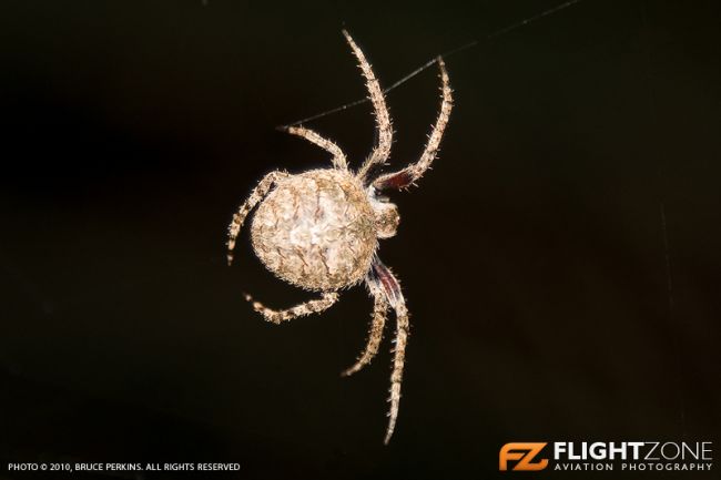 Spider
