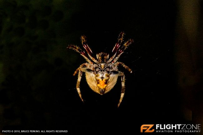 Spider