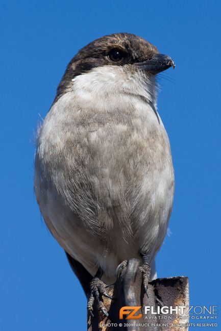 Bird Fiscal Shrike Rand Airport FAGM
