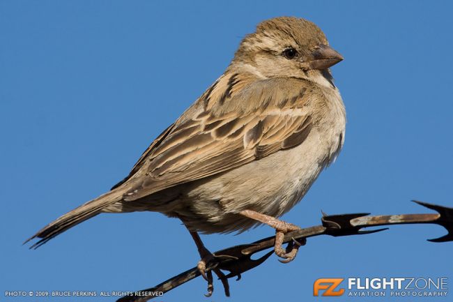 Bird Sparrow Rand Airport FAGM