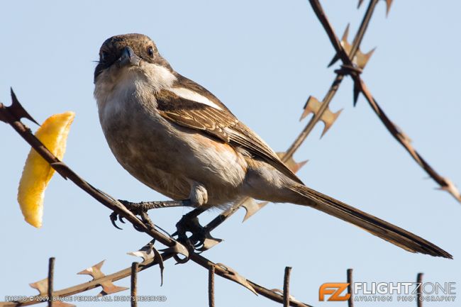 Bird Fiscal Shrike Rand Airport FAGM