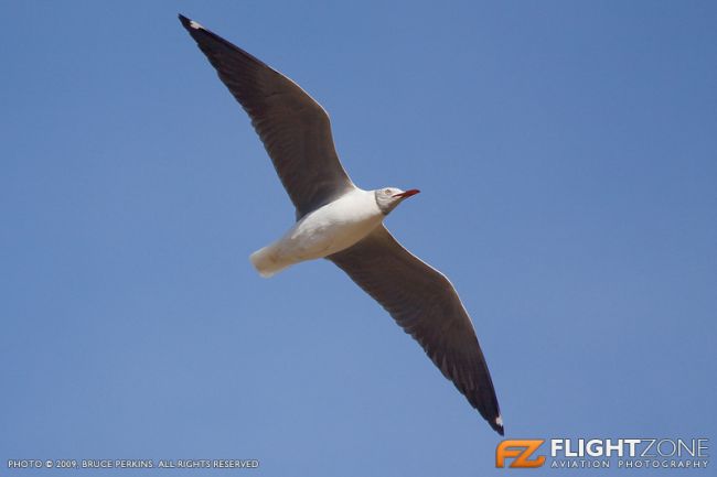 Seagull Bird