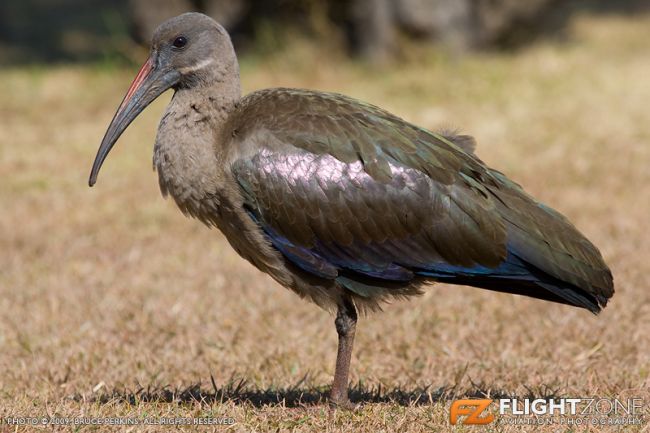 Hadeda Bird