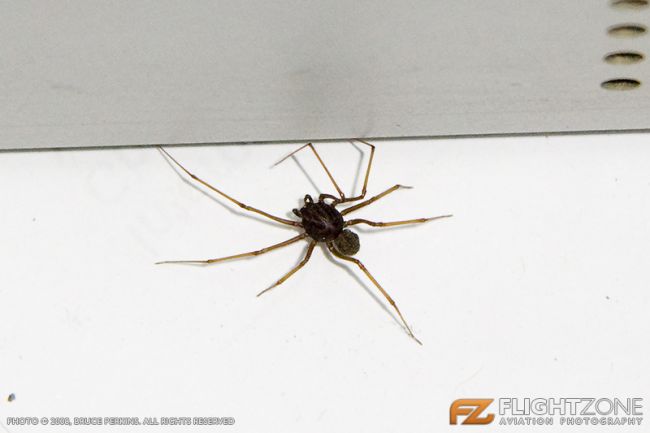 spider