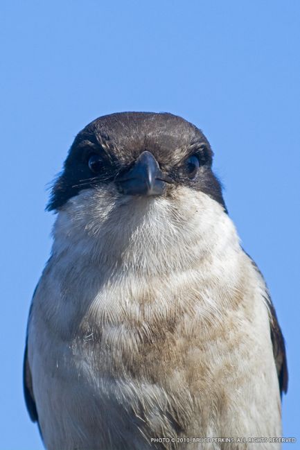 Fiscal Shrike Rand Airport FAGM Bird