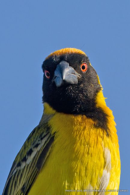 Weaver Bird Rand Airport FAGM