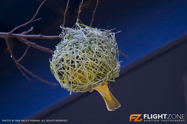 Weaver Bird Rand Airport FAGM