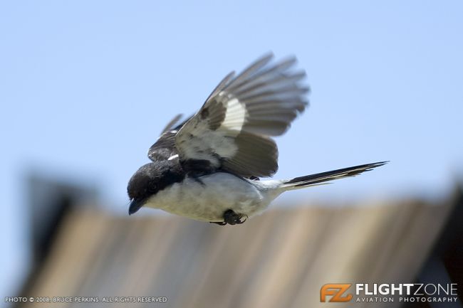 Fiscal Shrike Rand Airport FAGM Bird