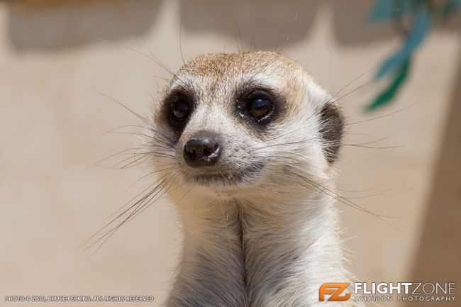 Meerkat at Zebula Lodge Meercat