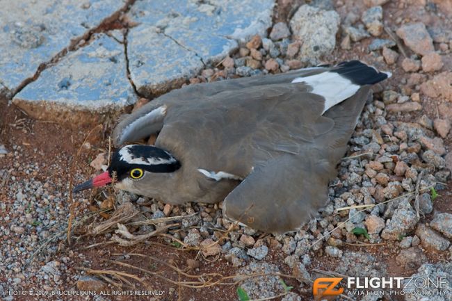 Plover bird  at FAGC Grand Central