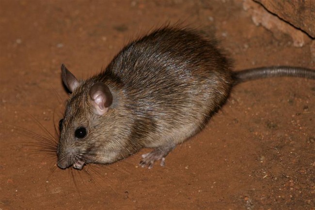 Bush Rat