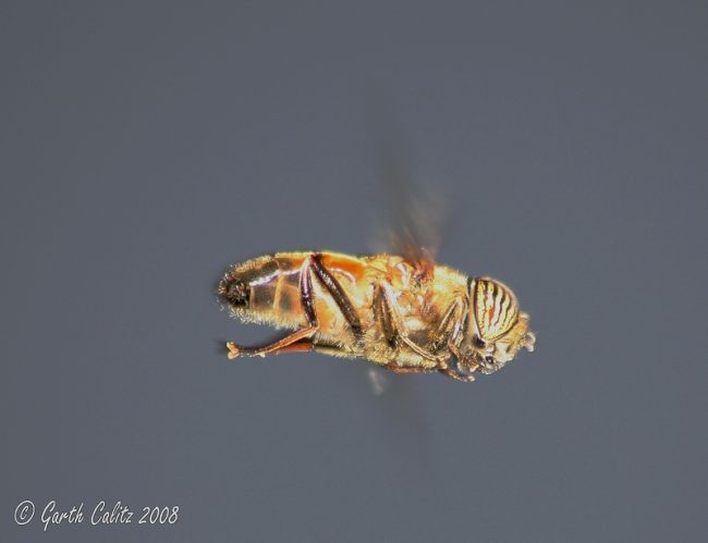 bee