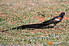 MG_8063M_800_copy.jpg