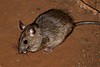 Rat_Pilanesberg_20070103-04M_M_.jpg