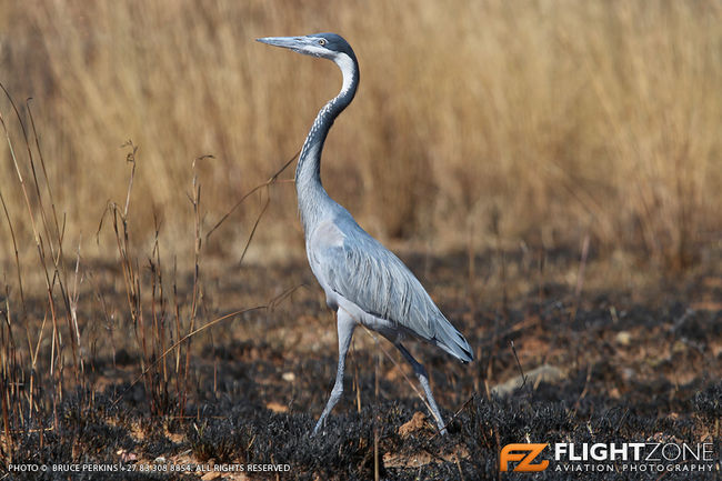Black Headed Heron Rand Airport FAGM Bird