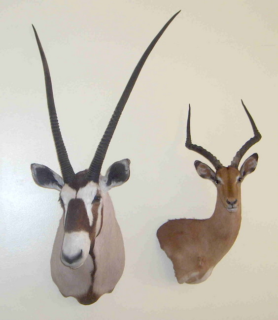 Oryx &amp; impala