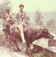 waterbuffaloAvatar1.jpg