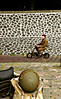 cid_AE6AE287-D5C0-464A-8471-CC75448BA798_local.jpg