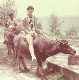 waterbuffaloAvatar