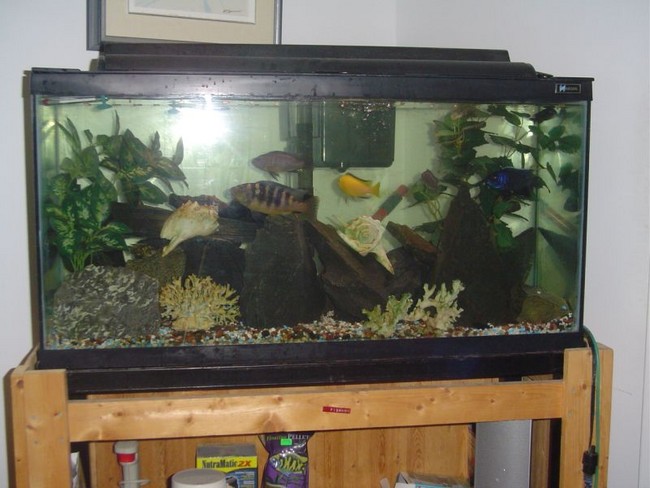 Fishtank