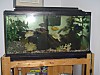 Fishtank.JPG