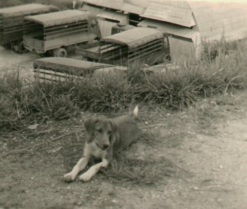 Dog_Loets_Hollandia_1954