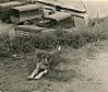 Dog_Loets_Hollandia_1954.jpg