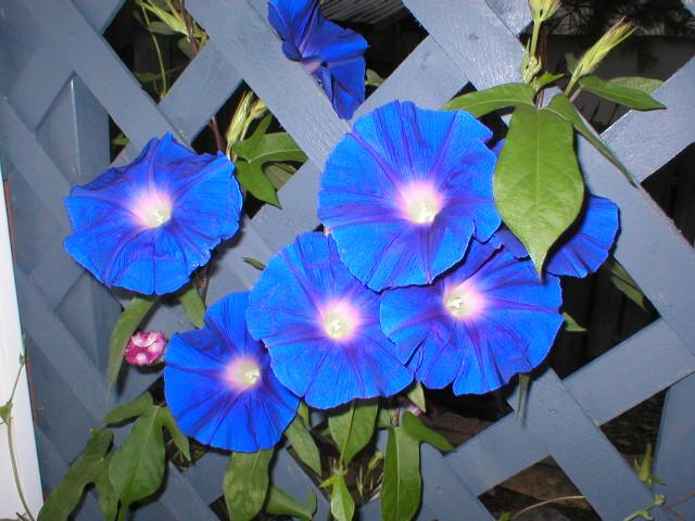 Hatsu Arashi Morning Glory Vine