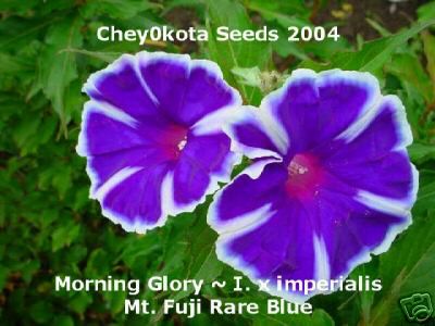 Mt. Fuji (rare) Morning Glory Vine