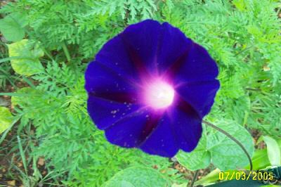 Knolians Black Morning Glory Vine