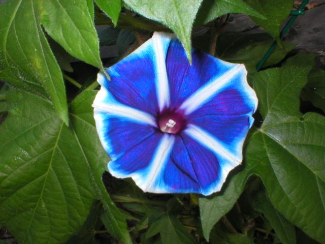 Maisugata Morning Glory Vine