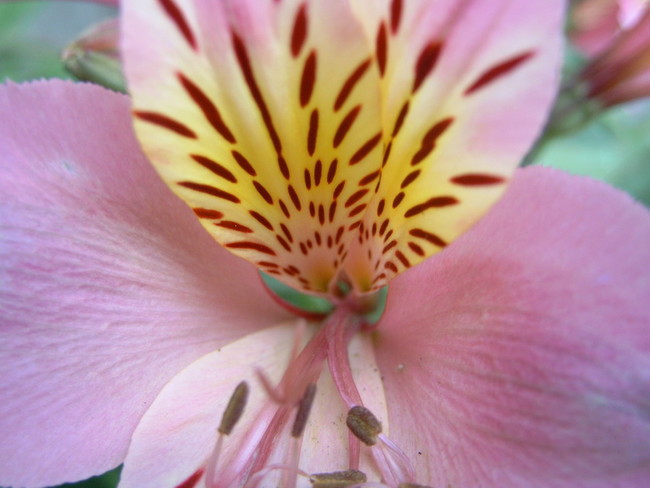 alstroemeria